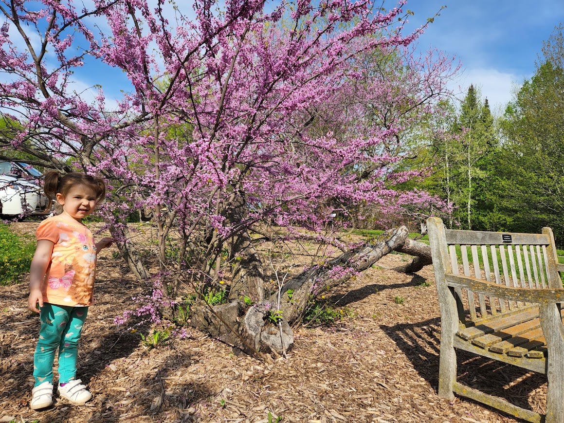 Arborsmith Tree Care gallery 3