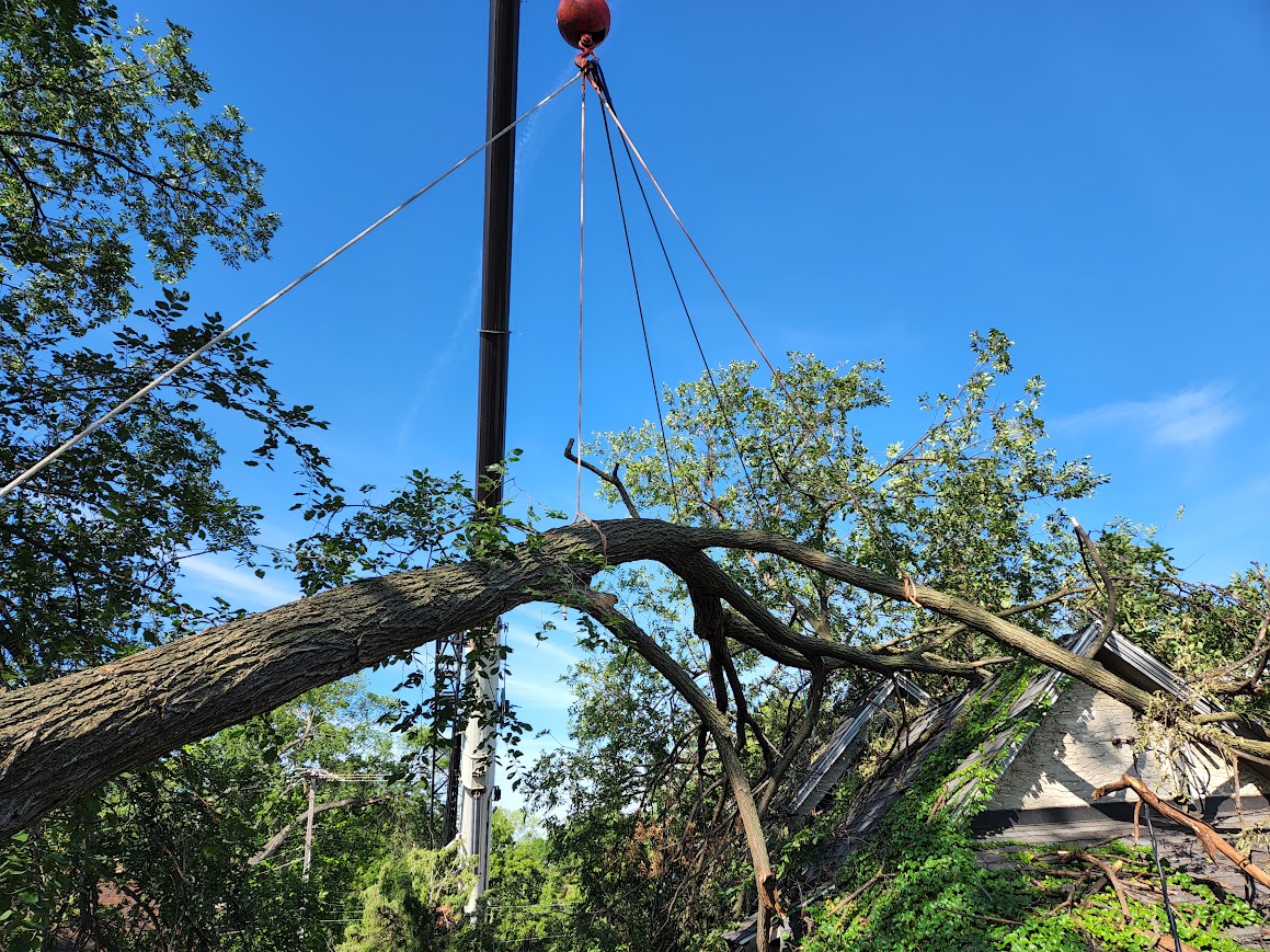 Arborsmith Tree Care gallery 2