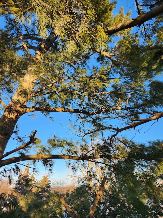 Arborsmith Tree Care work site